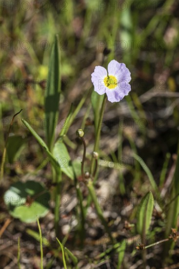 Hedgehog hose (Baldellia ranunculoides), Emsland, Lower Saxony, Germany