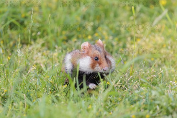 A European hamster (Cricetus cricetus) collects herbs, grass and daisies in a fresh green meadow