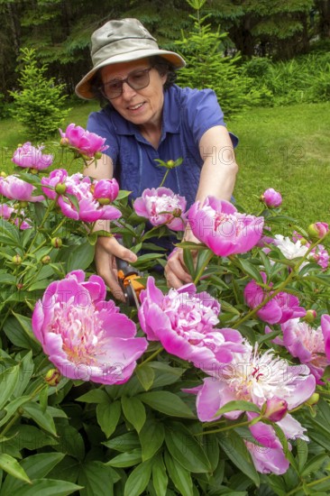 Woman and flowers, Woman taking care of peony flowers, Peonia sp, Region of La Mauricie, Province of Quebec, Canada