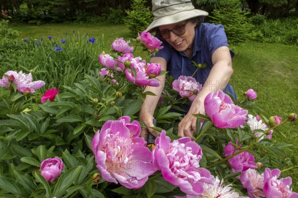 Woman and flowers, Woman taking care of peony flowers, Peonia sp, Region of La Mauricie, Province of Quebec, Canada