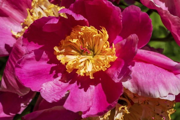 Peony flower, Paeonia sp, Perrenial flower, Close-up, Region of La Mauricie, Province of Quebec, Canada