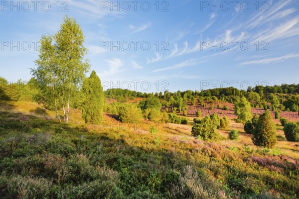 Trees and flowering heath at Totengrund in Lüneburg Heath nature park Park, Lower Saxony, Germany