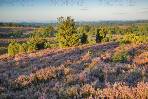 View from Wilseder Berg in Lüneburg Heath nature park Park at sunrise, Lower Saxony, Germany