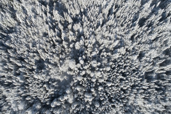 Bird's eye view of freshly snow-covered spruce forest, Sattelegg, Schwyz, Switzerland