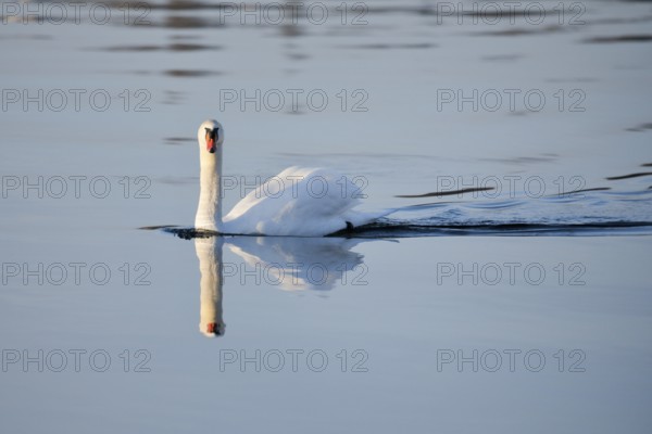 Mute swan on Lake Constance