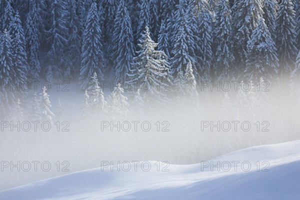 Freshly snow-covered spruce forest, Sattelegg, Schwyz, Switzerland