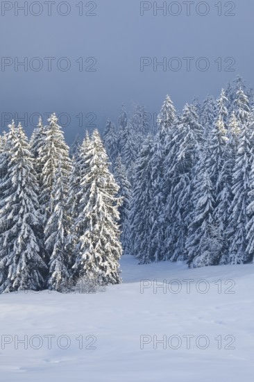 Freshly snow-covered spruce forest, Sattelegg, Schwyz, Switzerland