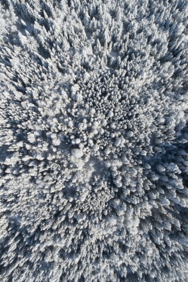 Bird's eye view of freshly snow-covered spruce forest, Sattelegg, Schwyz, Switzerland