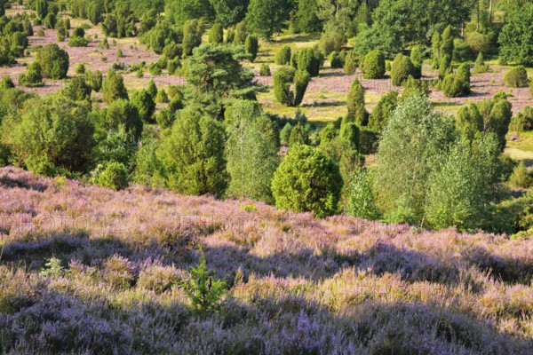 Trees and flowering heath at Steingrund in Lüneburg Heath nature park Park, Lower Saxony, Germany