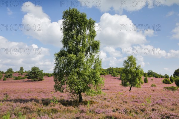 Birches and junipers in the blooming Lüneburg Heath, Lower Saxony, Germany