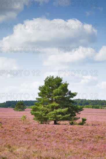 Single pine tree in the middle of the wide, blooming Lüneburg Heath, Lower Saxony, Germany