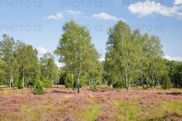 Large birch trees in the blooming Lüneburg Heath, Lower Saxony, Germany