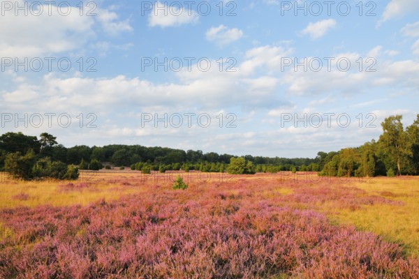 Trees and blooming heath near Oberhaverbeck in the Lüneburg Heath nature park Park, Lower Saxony, Germany