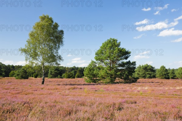 Free-standing birch and pine trees in the blooming Lüneburg Heath, Lower Saxony, Germany