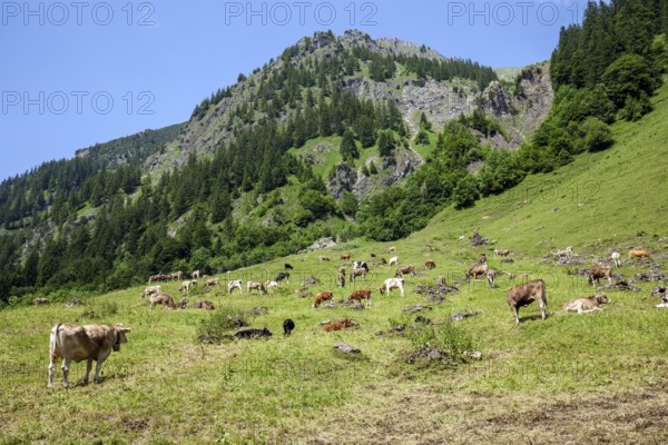 Cattle on the hiking trail in Dietersbachtal between Gerstruben and Dietersbachalpe, near Oberstdorf, Allgäu Alps, Oberallgäu, Allgäu, Bavaria, Germany