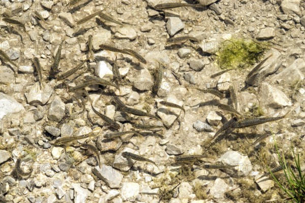 Small fish in Gaißalpsee, near Oberstdorf, Oberallgäu, Allgäu, Bavaria, Germany