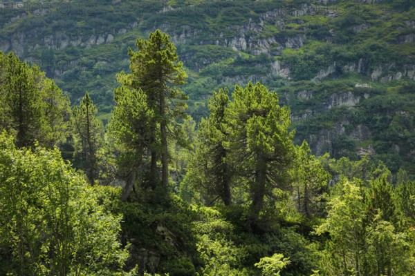 Old Swiss stone pines on the Susten Pass, Canton of Bern, Switzerland