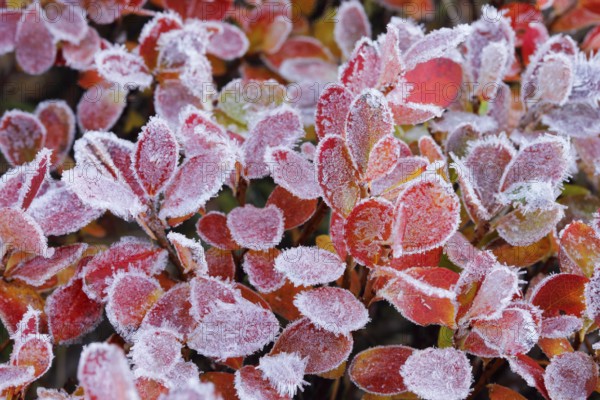 Autumn-coloured blueberry bushes covered with hoarfrost, autumn in the Swiss Alps