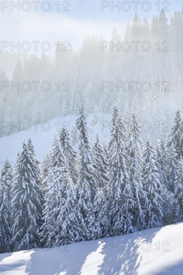 Freshly snow-covered spruce forest