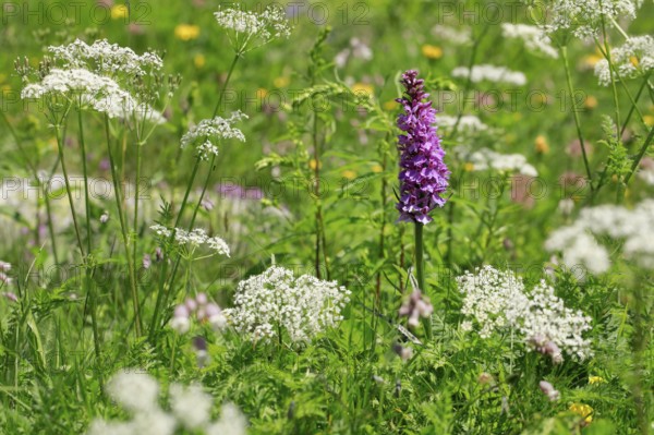 Alpine flower meadow with Moorland spotted orchid and chervil