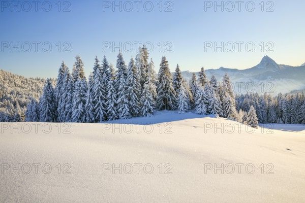 View of Sattelegg with Chöpfenberg in the background, Canton Schwyz, Switzerland