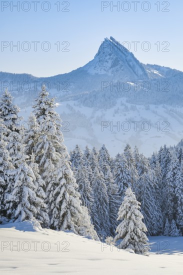 View of Sattelegg with Chöpfenberg in the background, Canton Schwyz, Switzerland