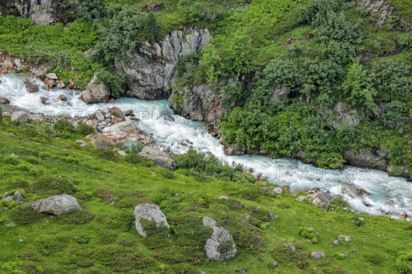 Mountain stream Steinwasser makes its way over boulders through vegetation overgrown with blooming alpine roses, Canton of Bern, Switzerland