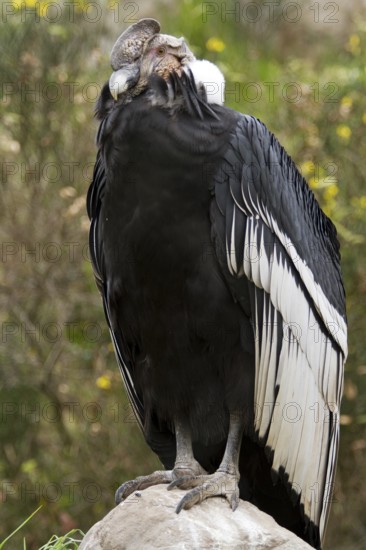 Andean condor (Vultur gryphus), Condor male perched on a rock, Cotopaxi national park, Cotopaxi, Napo and Pichincha provinces, Ecuador, South America