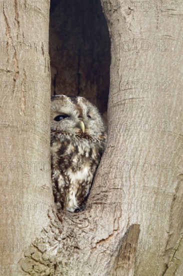 In its cave... Tawny owl (Strix aluco), nocturnal owl spends the day in a natural cavity in a tree, hides, looks out, looks up to the sky to see if there is any danger, native nature, Rhineland, North Rhine-Westphalia, Germany, Western Europe