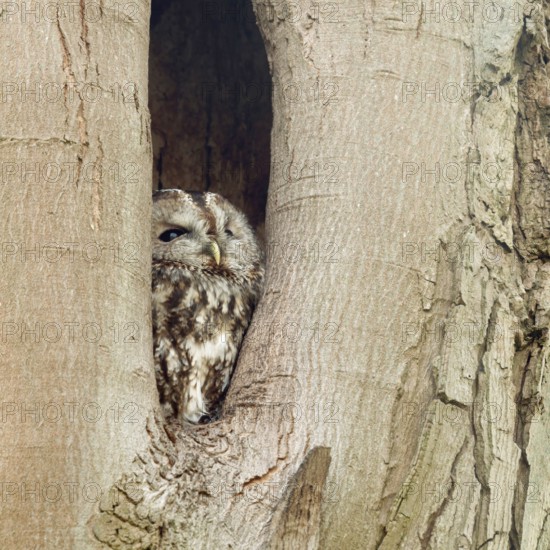 In its cave... Tawny owl (Strix aluco), nocturnal owl spends the day in a natural cavity in a tree, hides, looks out, looks up to the sky to see if there is any danger, native nature, Rhineland, North Rhine-Westphalia, Germany, Western Europe