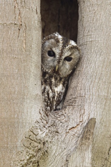 Who's looking... Tawny owl (Strix aluco), native, generally known owl looks out of its natural cave, tree cave, breeding cave, looks after the right, checks surroundings, control view, native nature, Rhineland, North Rhine-Westphalia, Germany, Western Europe