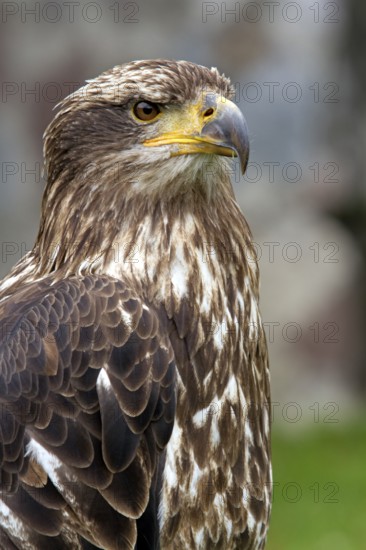 Black chested buzzard, Geranoaetus melanoleucus, Immature female perched on a tree, Close-up, Imbabura province, Ecuador, South America