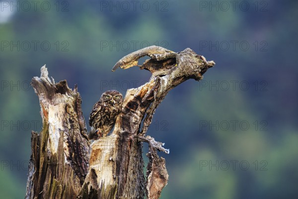 Little owl (Athene noctua) sitting on dead wood, prey in its beak, Höxter, Weserbergland, North Rhine-Westphalia, Germany