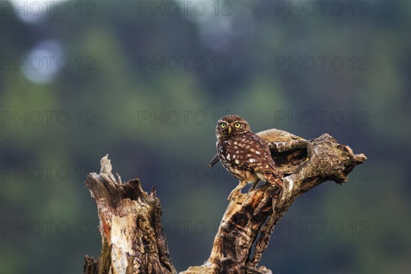 Little owl (Athene noctua) sitting on dead wood, Höxter, Weserbergland, North Rhine-Westphalia, Germany