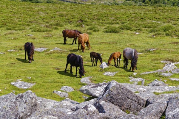 Horses in the grassland around the Top Tor rock hill in Dartmoor National Park in the British county of Devon. Widecombe-in-the-Moor, Bovey Tracey, Devon, South England, Great Britain