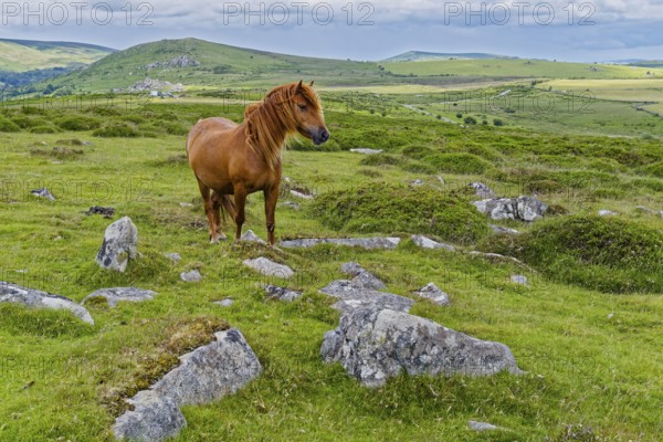 A horse in the grassland around the Top Tor rock hill in Dartmoor National Park in the British county of Devon. Widecombe-in-the-Moor, Bovey Tracey, Devon, South England, Great Britain