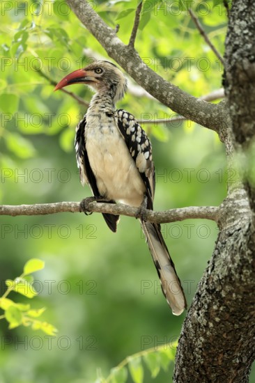 Mopanetoko (Tockus rufirostris), Southern Red-billed Hornbill, adult, on tree, alert, Kruger, Kruger National Park, South Africa