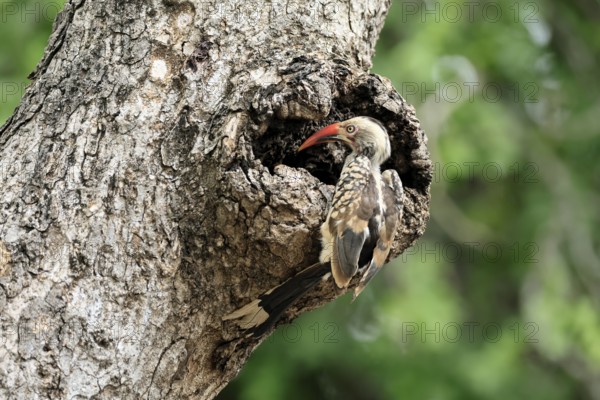 Mopanetoko (Tockus rufirostris), Southern Red-billed Hornbill, adult, on tree, alert, at breeding den, Kruger, Kruger National Park, South Africa