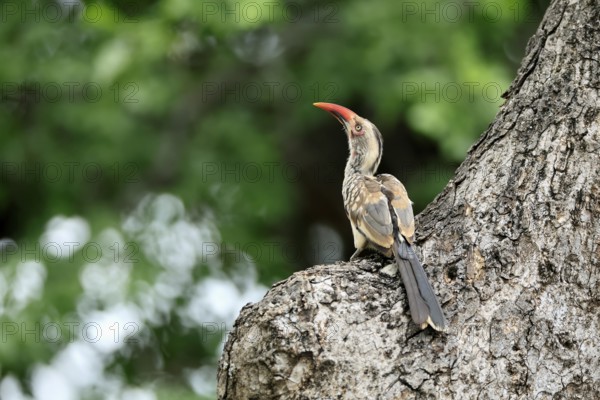 Mopanetoko (Tockus rufirostris), Southern Red-billed Hornbill, adult, on tree, alert, at breeding den, Kruger, Kruger National Park, South Africa