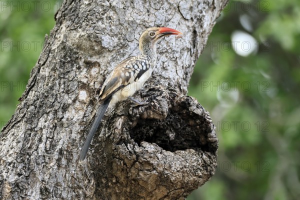 Mopanetoko (Tockus rufirostris), Southern Red-billed Hornbill, adult, on tree, alert, at breeding den, with food, Kruger, Kruger National Park, South Africa