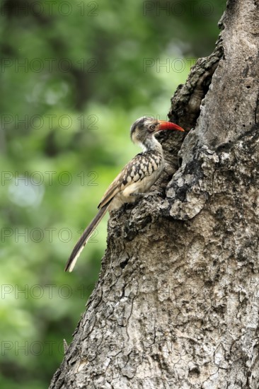 Mopanetoko (Tockus rufirostris), Southern Red-billed Hornbill, adult, on tree, alert, at breeding den, Kruger, Kruger National Park, South Africa