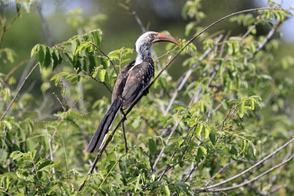 Mopanetoko (Tockus rufirostris), Southern Red-billed Hornbill, adult, on tree, alert, Kruger, Kruger National Park, South Africa
