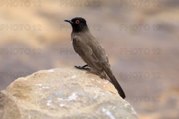 Masked Bulbul (Pycnonotus nigricans), adult, alert, on rocks, Mountain Zebra National Park, South Africa