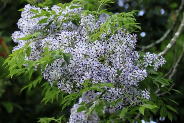 Cedrach tree (Melia azedarach), flower, in bloom, Kirstenbosch Botanical Gardens, Cape Town, South Africa