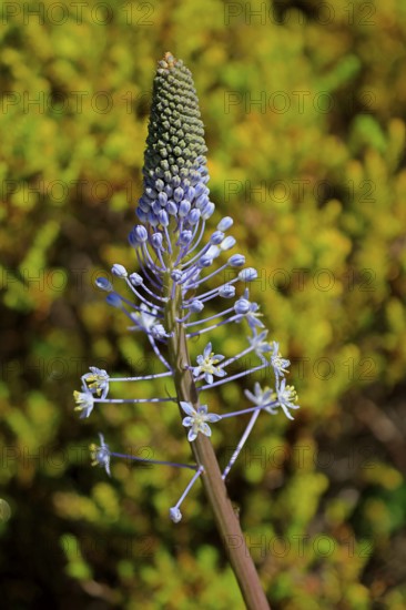 Blue mountain lily, Merwilla plumbea, flower, flowering, Kirstenbosch Botanical Gardens, Cape Town, South Africa