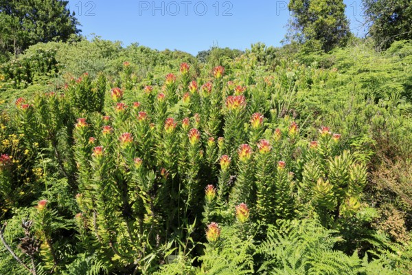 Mimetes cucullatus, flower, flowering, shrub, Kirstenbosch Botanical Gardens, Cape Town, South Africa
