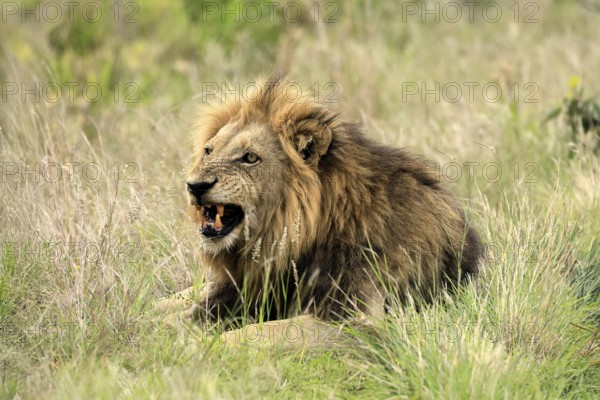 Lion (Panthera leo), male, portrait, yawning, Kruger, Kruger National Park, South Africa