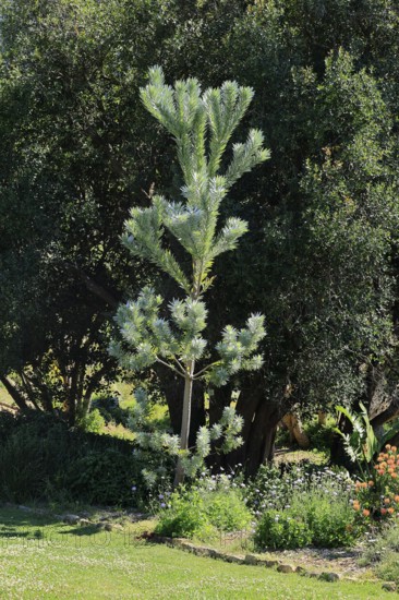 Silver tree (Leucadendron argenteum), flowering, flowers, Kirstenbosch Botanical Gardens, Cape Town, South Africa