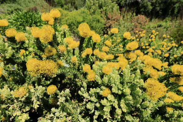 Pincushion protea (Leucospermum cordifolium), flower, in bloom, Kirstenbosch Botanical Gardens, Cape Town, South Africa