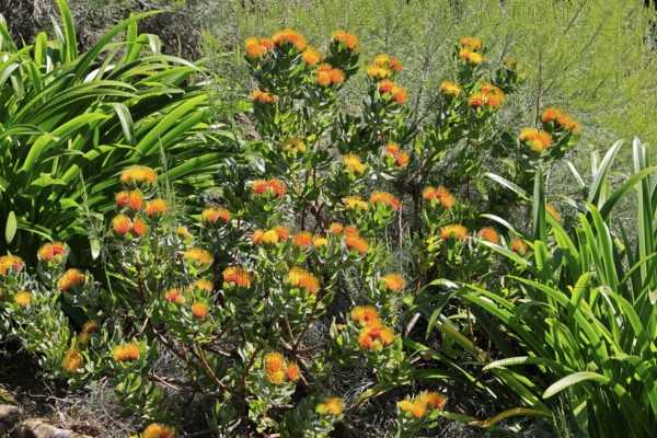 Pincushion protea (Leucospermum oleifolium), flower, in bloom, Kirstenbosch Botanical Gardens, Cape Town, South Africa